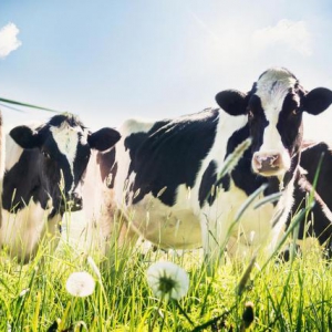 再掀绿色风暴！伊利金领冠塞纳牧724原生有机守护日强势来袭