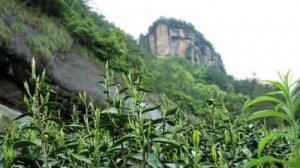 中秋享好茶，携景上朱霞礼品红茶见证团圆一刻