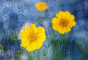 云掌黄金珠宝曝光隐形富豪内幕