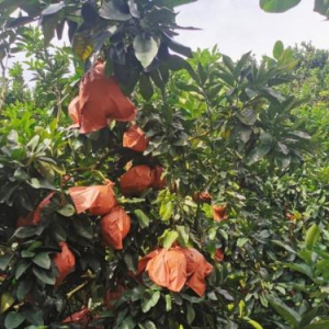 平和琯溪蜜柚正式开采，华润万家带你探寻蜜柚之乡