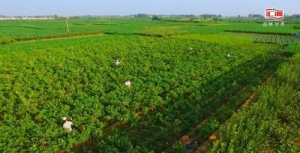 深耕大农业 汇源身体力行 助力乡村振兴