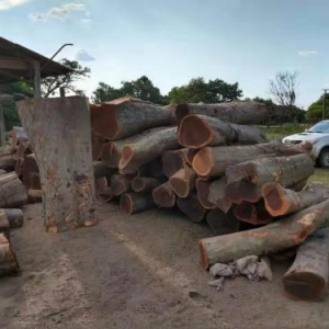 阿根廷紫檀：小叶紫檀的最佳替代材