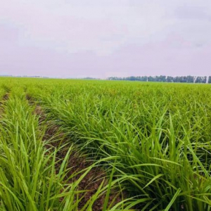 农业农村部油莎豆产业专项会议召开，种业发展成关键