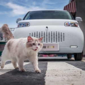 每个FLAG都是大事件，2021还有比遇见欧拉更治愈的事吗？