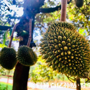 聚划算百亿补贴泰国榴莲，开启贵族水果大众之路