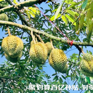 聚划算百亿补贴推“时令补贴” ，"贵族水果"变"平民水果"