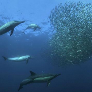 “剩”者为王，电子烟企业的老字号铂德，为何越来越吃香