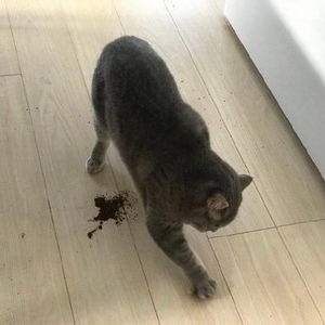 创新技术，容易猫猫用智能马桶让猫猫无忧排泄，解决养猫痛点