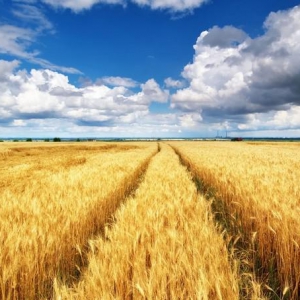 粮米业：加大收购优稻力度 为疫情提供优粮保障