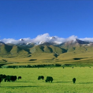 藏民族的珍宝——来自高原净土的天然风味