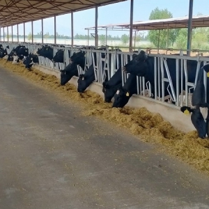 坚守品质深耕市场，谱写奶业发展新篇