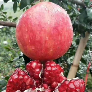 “寰亚至晟”入围《国货优品》栏目评选