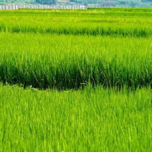 传承老一辈育种人精神，五常市千玺米业五常大米助力人们品味美好生活