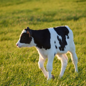 北海牧场战略布局新进展：入股澳亚牧场 锁定优质奶源