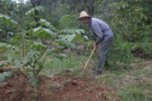 用绿水青山书写党员的新时代“答卷”