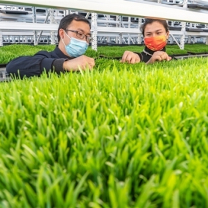 新疆柯坪羊吃上了“水培牧草”