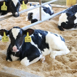 现代牧业获《农场动物福利产品》认证，三只小牛带来幸福奶味