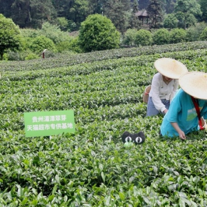 产地建仓，开发袋泡茶 14个贵州茶品牌在天猫超市组团“出黔”