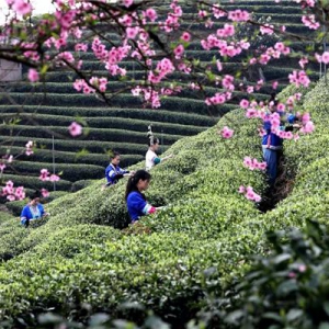 2022广西三江茶“电商消费节”顺利举办， 呈现三江早春茶独一无二的魅力