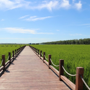 在希望的田野上话“丰”景 天津食品集团积极投身小站稻产业振兴 努力为百姓“米袋子”装好粮