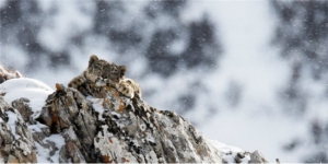 卡地亚自然保护项目（Cartier for Nature）携手中国绿化基金会，共同致力于雪豹保护