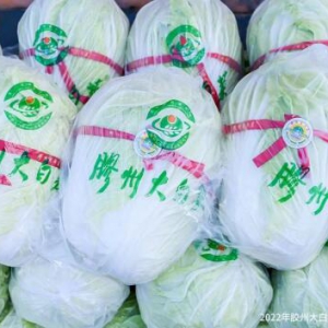 唱响乡村振兴“重头戏” 2022年胶州大白菜国际美食文化节启动