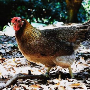 过年怎能无鸡，来华南七鲜门店“好笋”抢鲜鸡