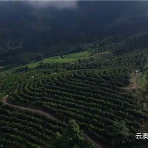 坚持必有果 用心做好仁 CCTV7品牌微纪录之“夏果妈妈”云澳达