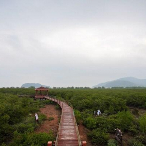 马爹利广东海陵岛红树林保护项目第二阶段正式启动