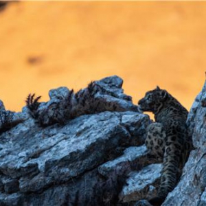 卡地亚自然保护项目（Cartier for Nature）携手中国绿化基金会，持续致力雪豹保护