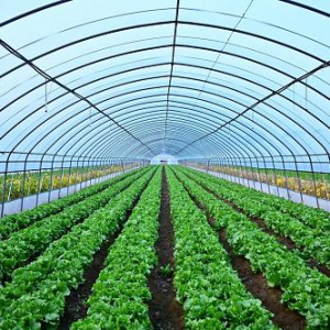 通州产业园开出“数字花”，智慧平台助力农业生产管理更高效