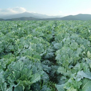 源自大地恩惠的健康秘诀