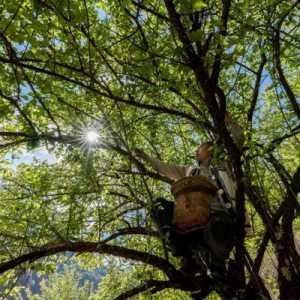 中国最好的青梅产地在哪里？跟着梅见来一趟寻梅之旅