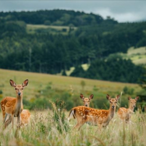 铁岭市推动鹿产业高质量发展，辽宁金丹药业引领创新传承