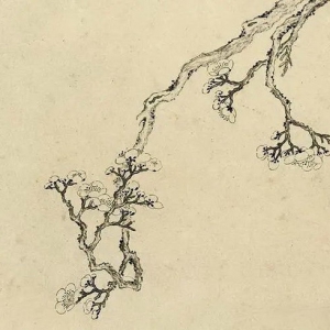 古树梅与华夏文明的不解之缘