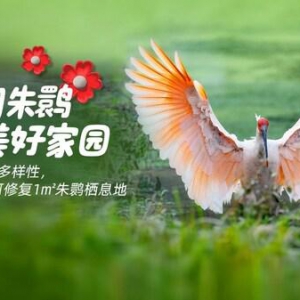 久久公益节，菲仕兰发起捐步活动守护朱鹮家园