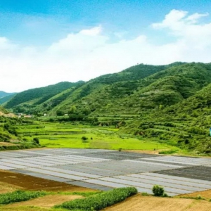 振东集团：中药材产业引领乡村振兴的光辉典范