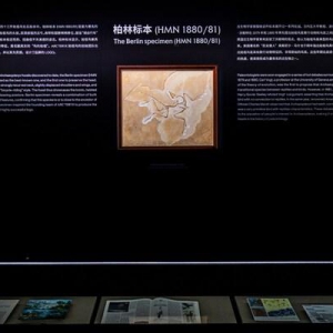 溯源｜始祖鸟进化之旅 上海始祖鸟博物馆揭幕全新展览
