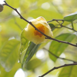 政企携手：广西金花茶原料双引擎启动，政策护航健康新赛道（和桂集团·源生堂）