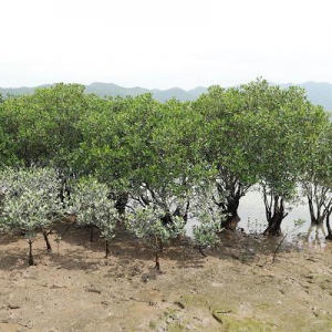 霞浦红树林保育活动圆满举行 多方携手共筑海洋生态屏障