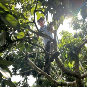 同心合荔 宜泸生花——成工学子助力合江荔枝产业高质量发展