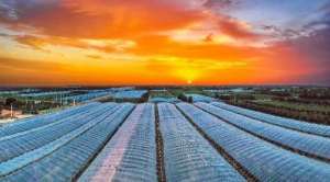 从枝头到舌尖的匠心守护 ——“一枣一世界”品质全程把控