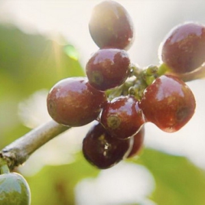 瑞幸云南咖啡豆专列发车，中国咖啡行业驶入“精耕细作”时代