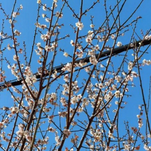 中国人寿寿险鼓楼区支公司组织开展“梅香传情 守护同行”的客户服务活动